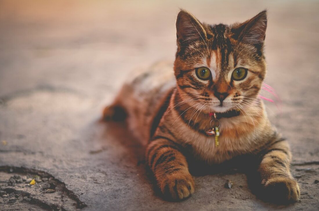 cute tabby cat sitting on the ground