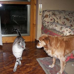 cat standing in front of dog