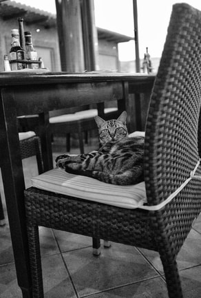 black and white picture of a cat lying on a chair