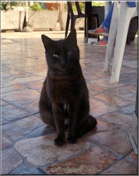 black cat sitting on the floor staring into camera