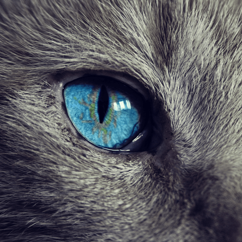 blue eye of grey cat