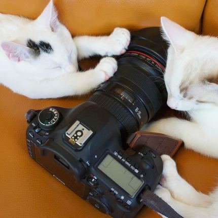 two white cats with black camera