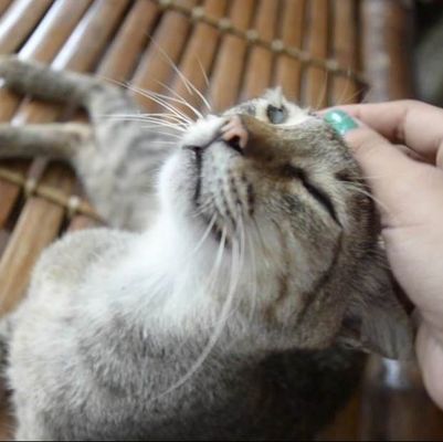 cat being pet by hand