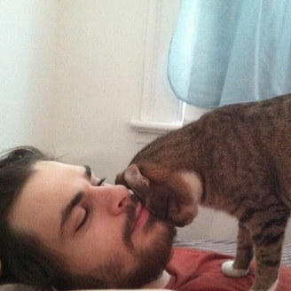cat standing on man and headbutting him