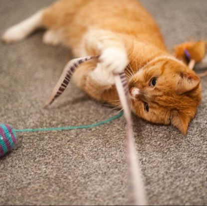 ginger cat playing with toys