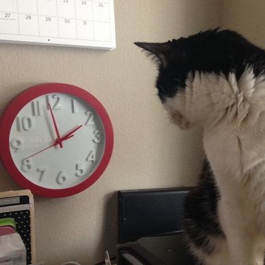 tuxedo cat looking at wall clock