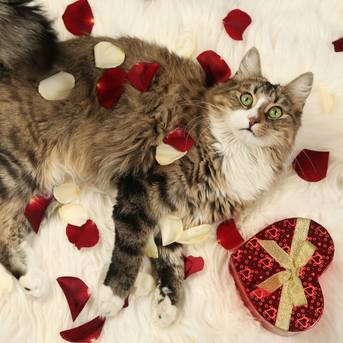 cat lying on bed with rose petals