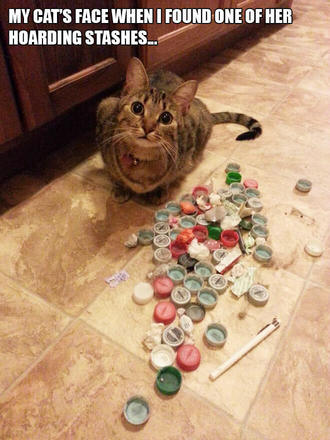 cat with secret stash of plastic caps