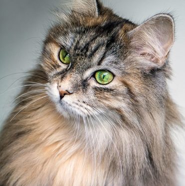fluffy maine coon cat breed