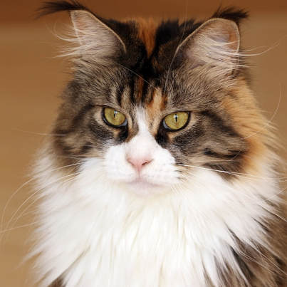 very fluffy maine coone cat