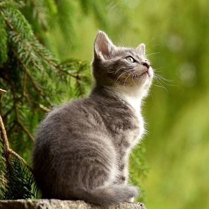 grey kitten outside