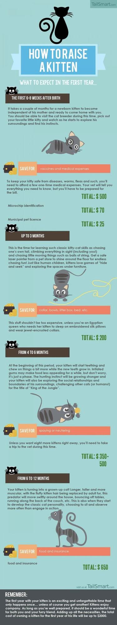 cost of a kitten infographic