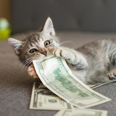 gray kitten biting dollar bill
