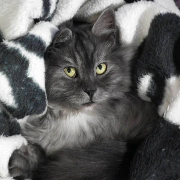 longhair gray cat on blanket
