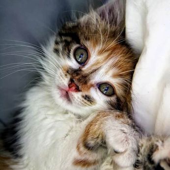 tiny kitten on the bed looking at the camera