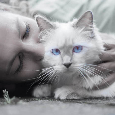 human kissing white blue-eyed cat
