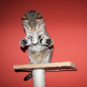kitty playing on a cat tree