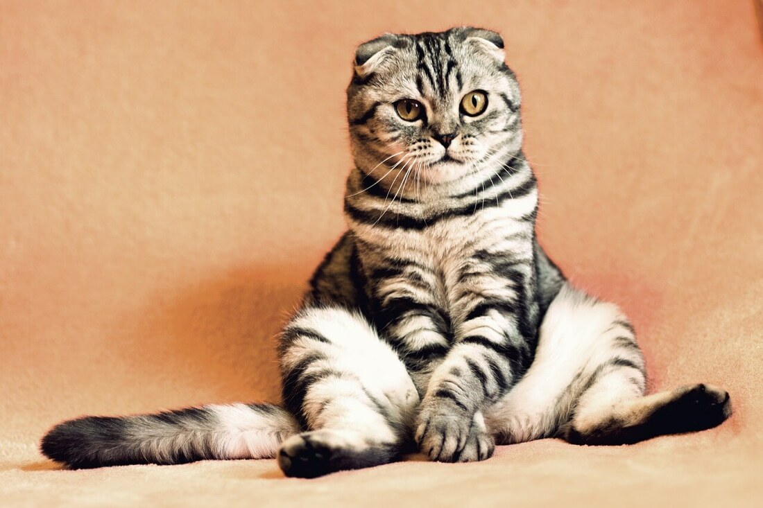 cute scottish fold cat sitting 