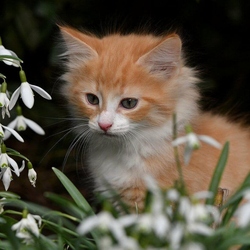 small kitty looking at white flowers